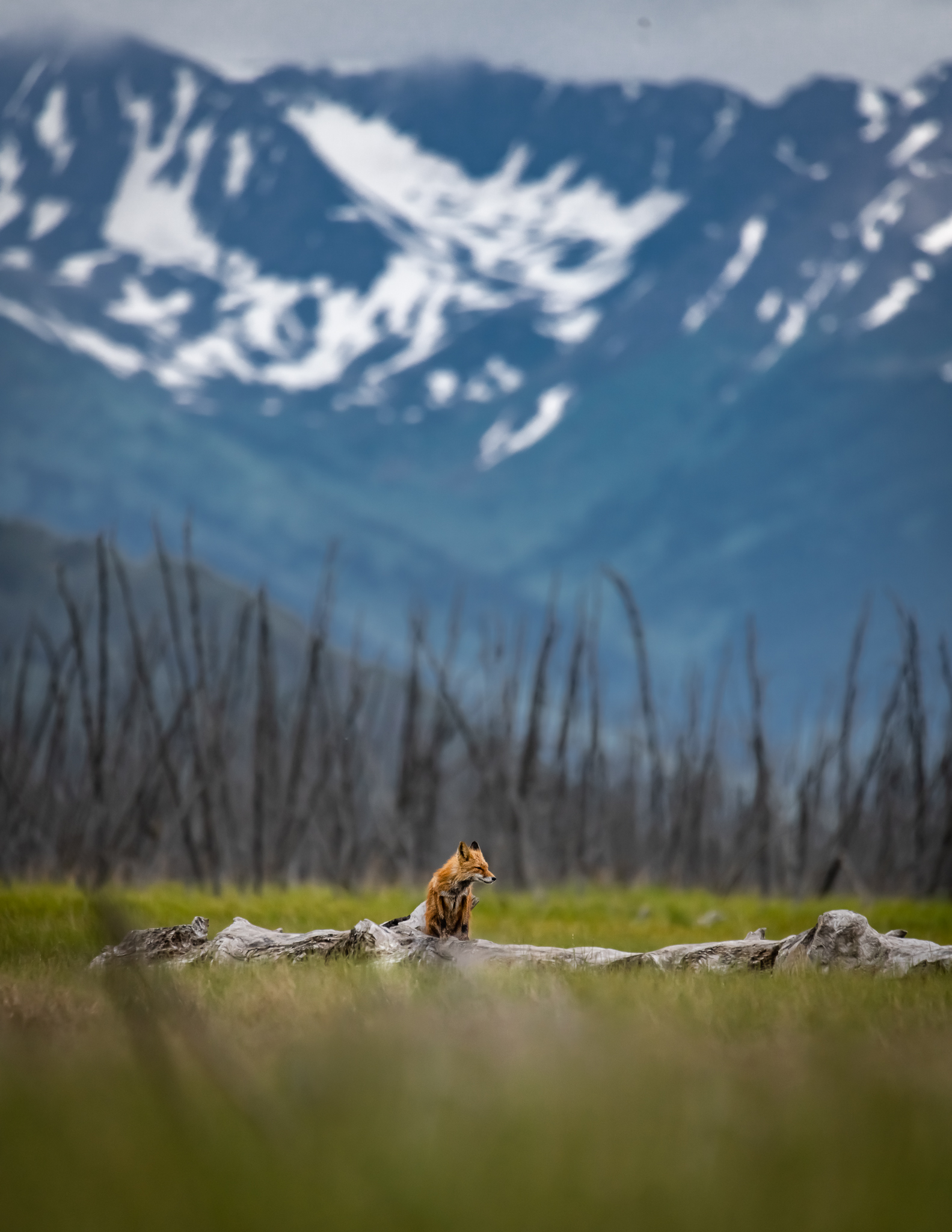 A red fox sits on a downed tree in a grassy area, with dead trees and snowy mountains in the background.