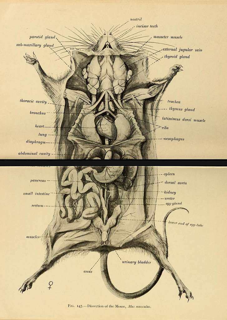 Sketch of dissection of mouse (Mus musculus)